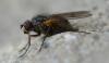 Hydrophoria lancifer